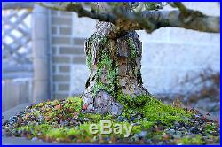 Bonsai Tree Specimen Five Needle Japanese White Pine FNPST-218D