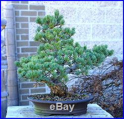 Bonsai Tree Specimen Five Needle Japanese White Pine FNPST-218E