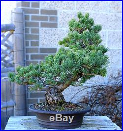 Bonsai Tree Specimen Five Needle Japanese White Pine FNPST-218E