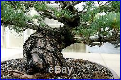 Bonsai Tree Specimen Five Needle Japanese White Pine FNPST-424A