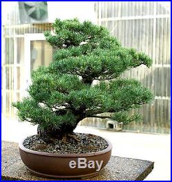 Bonsai Tree Specimen Five Needle Japanese White Pine FNPST-424A