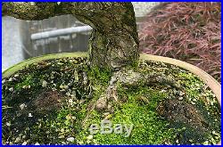 Bonsai Tree Specimen Five Needle Japanese White Pine FNPST-505I