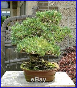 Bonsai Tree Specimen Five Needle Japanese White Pine FNPST-505I