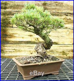 Bonsai Tree Specimen Five Needle Japanese White Pine FNPST-815B
