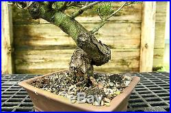 Bonsai Tree Specimen Five Needle Japanese White Pine FNPST-815B