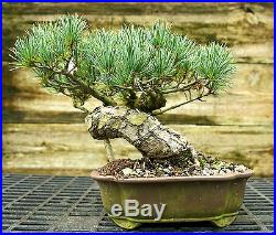Bonsai Tree Specimen Five Needle Japanese White Pine FNPST-815E