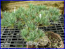 Bonsai Tree Specimen Five Needle Japanese White Pine FNPST-815E