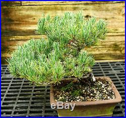 Bonsai Tree Specimen Five Needle Japanese White Pine FNPST-816A