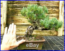 Bonsai Tree Specimen Five Needle Japanese White Pine FNPST-816A