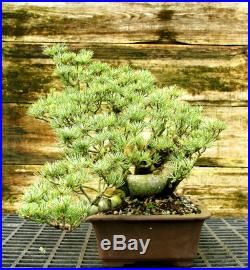 Bonsai Tree Specimen Five Needle Japanese White Pine FNPST-816B