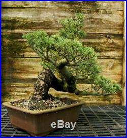 Bonsai Tree Specimen Five Needle Japanese White Pine FNPST-816B