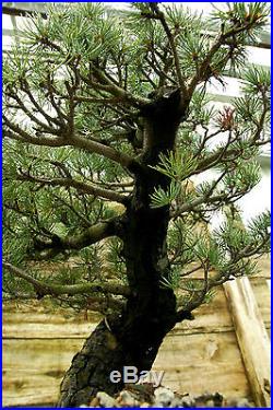 Bonsai Tree Specimen Five Needle Japanese White Pine FNPST-816C
