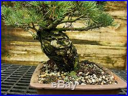 Bonsai Tree Specimen Five Needle Japanese White Pine FNPST-816C