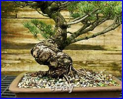 Bonsai Tree Specimen Five Needle Japanese White Pine FNPST-816D