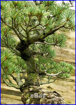 Bonsai Tree Specimen Five Needle Japanese White Pine FNPST-816D