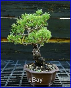 Bonsai Tree Specimen Five Needle Japanese White Pine FNPST-920G