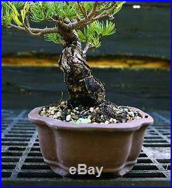 Bonsai Tree Specimen Five Needle Japanese White Pine FNPST-920G