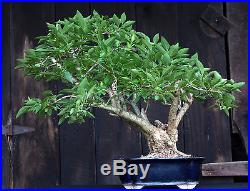 Bonsai Tree Specimen Forsythia by artist John Wall FORST-705