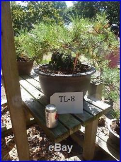 Bonsai Tree Specimen Imported Japan BLACK PINE PINUS THUNBERGII TL-8 Cascade