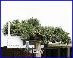 Bonsai Tree Specimen Imported Japan JUNIPERUS COMMUNIS, VARIEGATED JUNIPER TL16