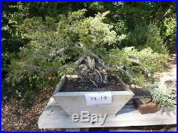 Bonsai Tree Specimen Imported Japan JUNIPERUS PFITZERIANA, PFITZER JUNIPER TL19