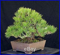 Bonsai Tree Specimen Imported Japanese Black Pine JBPSTQ338-509