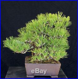 Bonsai Tree Specimen Imported Japanese Black Pine JBPSTQ338-509