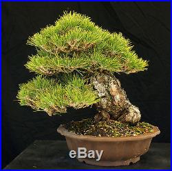 Bonsai Tree Specimen Imported Japanese Black Pine JBPSTQ339-509