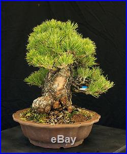 Bonsai Tree Specimen Imported Japanese Black Pine JBPSTQ339-509