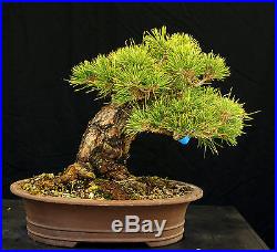 Bonsai Tree Specimen Imported Japanese Black Pine JBPSTQ341-509