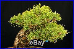 Bonsai Tree Specimen Imported Japanese Black Pine JBPSTQ341-509