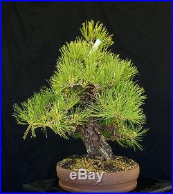 Bonsai Tree Specimen Imported Japanese Black Pine JBPSTQ345-509B