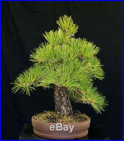 Bonsai Tree Specimen Imported Japanese Black Pine JBPSTQ345-509B