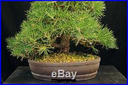 Bonsai Tree Specimen Imported Japanese Black Pine JBPSTQ350-509