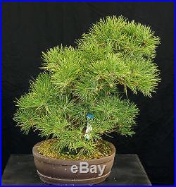 Bonsai Tree Specimen Imported Japanese Black Pine JBPSTQ350-509