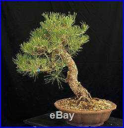 Bonsai Tree Specimen Imported Japanese Black Pine JBPSTQ351-509
