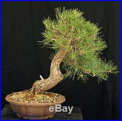 Bonsai Tree Specimen Imported Japanese Black Pine JBPSTQ351-509