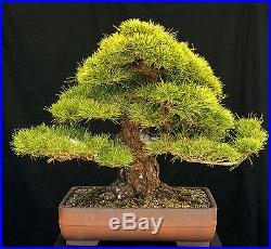 Bonsai Tree Specimen Imported Japanese Black Pine JBPSTQ379-509