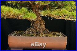 Bonsai Tree Specimen Imported Japanese Black Pine JBPSTQ379-509