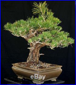 Bonsai Tree Specimen Imported Japanese Black Pine JBPSTQ380-509B