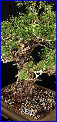Bonsai Tree Specimen Imported Japanese Black Pine JBPSTQ380-509B