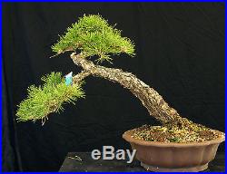 Bonsai Tree Specimen Imported Japanese Black Pine JBPSTQ381-509