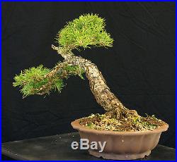 Bonsai Tree Specimen Imported Japanese Black Pine JBPSTQ381-509