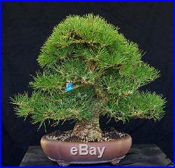 Bonsai Tree Specimen Imported Japanese Black Pine JBPSTQ386-509