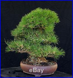 Bonsai Tree Specimen Imported Japanese Black Pine JBPSTQ386-509