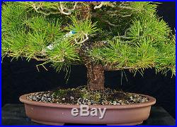Bonsai Tree Specimen Imported Japanese Black Pine JBPSTQ387-509
