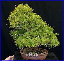 Bonsai Tree Specimen Imported Japanese Black Pine JBPSTQ387-509