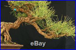 Bonsai Tree Specimen Imported Japanese Black Pine JBPSTQ395-509
