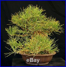 Bonsai Tree Specimen Imported Japanese Black Pine JBPSTQ395-509