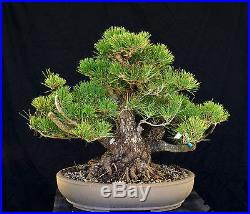 Bonsai Tree Specimen Imported Japanese Black Pine JBPSTQ425-509A